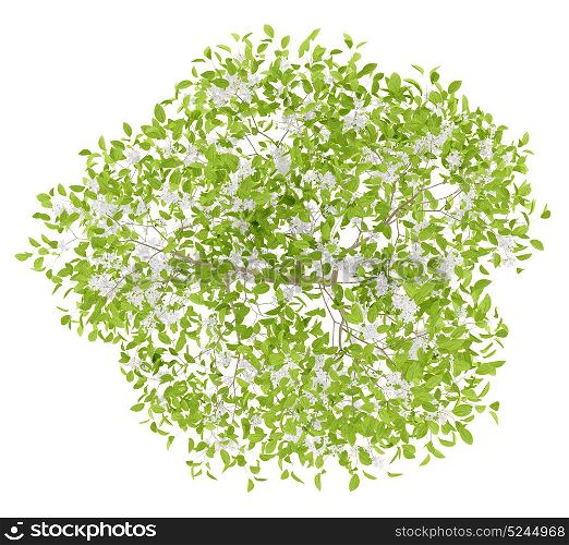top view of flowering pear tree isolated on white background. 3d illustration