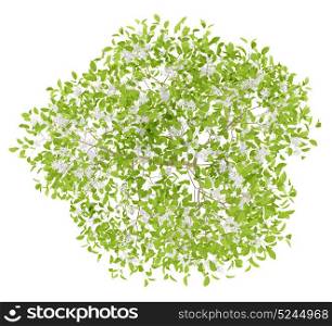 top view of flowering pear tree isolated on white background. 3d illustration