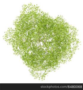top view of flowering pear tree isolated on white background. 3d illustration. top view of flowering pear tree isolated on white background. 3d