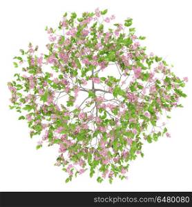 top view of flowering plum tree isolated on white background. 3d illustration. top view of flowering plum tree isolated on white background. 3d