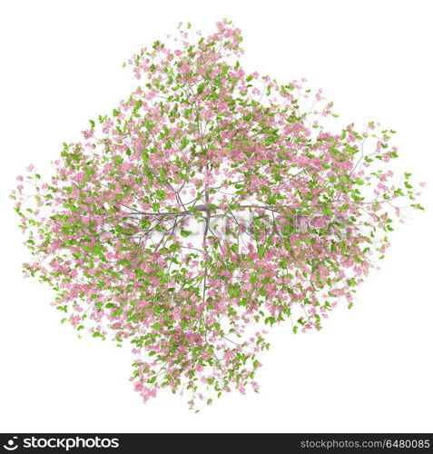 top view of flowering plum tree isolated on white background. 3d illustration. top view of flowering plum tree isolated on white background. 3d