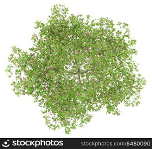 top view of flowering plum tree isolated on white background. 3d illustration. top view of flowering plum tree isolated on white background. 3d