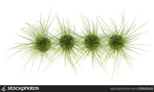 top view of four potted houseplants isolated on white background
