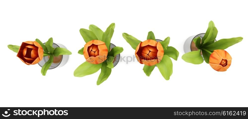top view of four tulips in glass vases isolated on white background