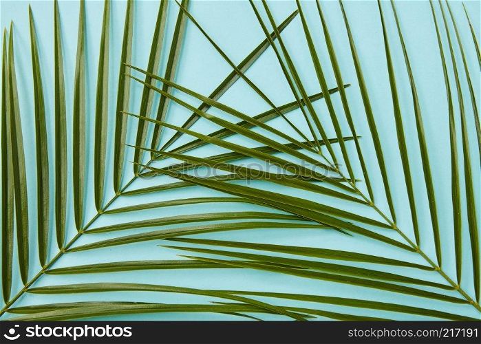 Top view of frame of tropical palm leaves represented separately over blue background. Nice composition of jungle leaves for decoration of any texture.. Palm leaves isolated