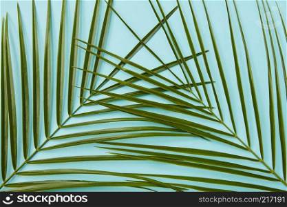 Top view of frame of tropical palm leaves represented separately over blue background. Nice composition of jungle leaves for decoration of any texture.. Palm leaves isolated