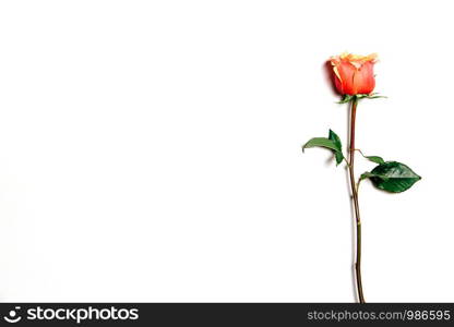 Top view of fresh rose over white background with copy space. Top view of rose over white background