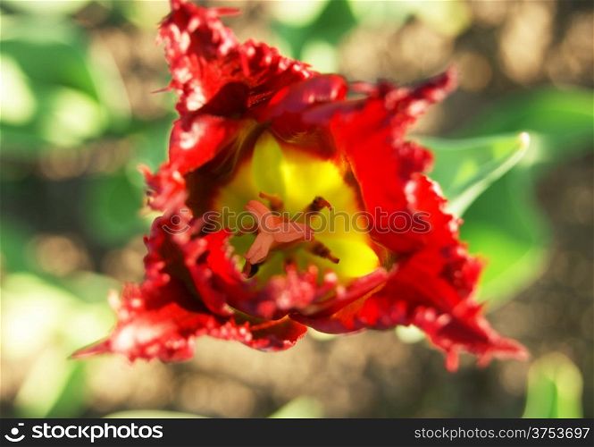 Top view of fringe-petaled red tulip