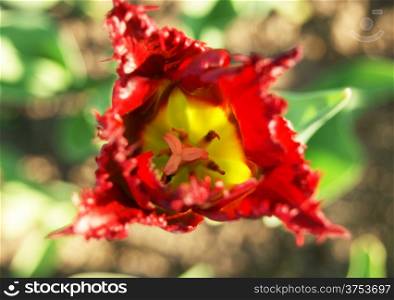 Top view of fringe-petaled red tulip