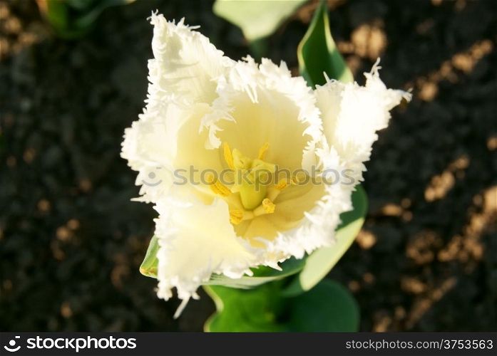 Top view of fringe-petaled white tulip