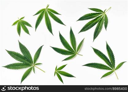 Top view of green hemp leaves on white background. Medical and Recreational Use of Marijuana. Top view of green hemp leaves