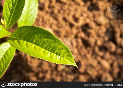 Top view of green leaf on the soil