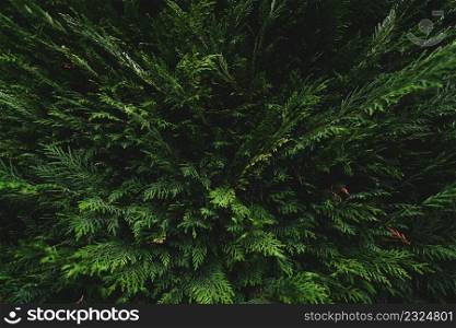 Top view of green leaves on dark background in jungle. Above view of dense dark green leaves in garden. Nature abstract background. Beautiful dark green leaf texture. Small green leaves background.