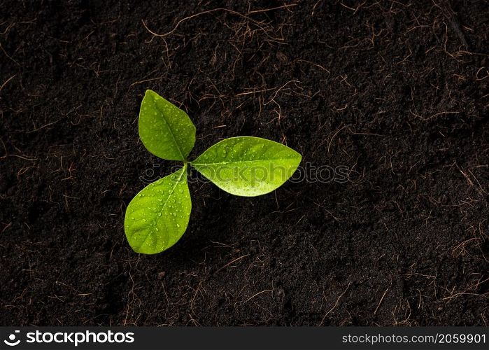 Top view of Green leaves on fresh black soil with mulch for gardening, black land, Concept of global pollution, World Soil Day and Environment conservation