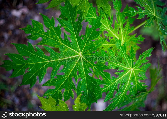 Top view of green leaves with water drop in vignette effect, soft and selective focus.