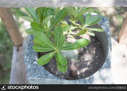 Top view of green plant in stone pot, stock photo
