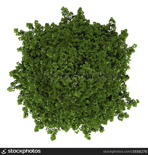 top view of grey alder tree isolated on white background