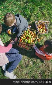 Top view of happy children and senior woman putting fresh organic apples inside of wicker baskets with fruit harvest. Family leisure time concept.. Children and senior woman putting apples inside of baskets