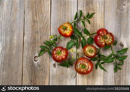 Top view of homegrown organic tomatoes and plants with flowers on rustic cedar wooden boards.