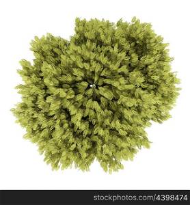 top view of honey locust tree isolated on white background. 3d illustration
