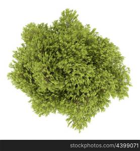top view of honey locust tree isolated on white background. 3d illustration