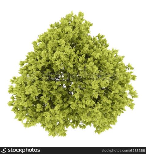 top view of honey locust tree isolated on white background