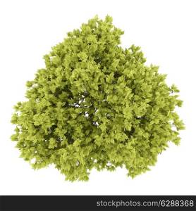 top view of honey locust tree isolated on white background