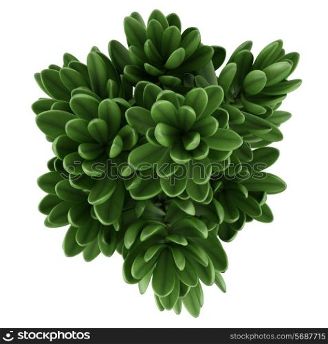 top view of houseplant in pot isolated on white background
