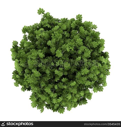 top view of japanese aralia bush isolated on white background