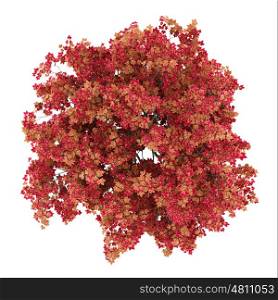 top view of japanese maple tree isolated on white background. 3d illustration