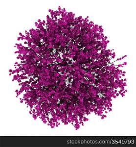 top view of judas tree isolated on white background