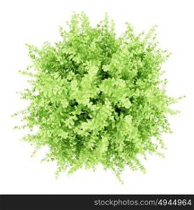 top view of large boxwood plant isolated on white background. 3d illustration
