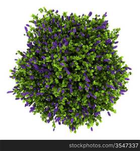 top view of lilac flowers bush isolated on white background