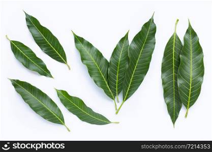 Top view of mango leaves on white background.