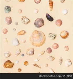 top view of many natural dried sea shells on sand yellow colour pastel paper