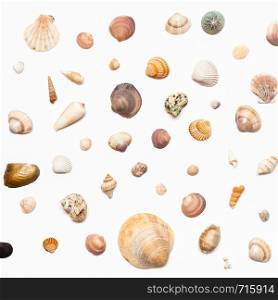 top view of many natural dried sea shells on white paper