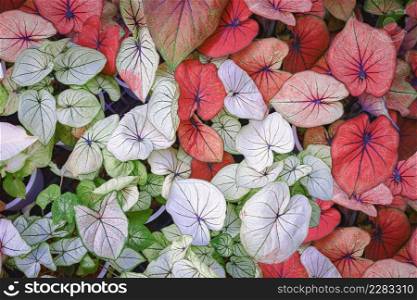 Top view of many various colorful Caladium bicolor leaves are blooming in home gardening area