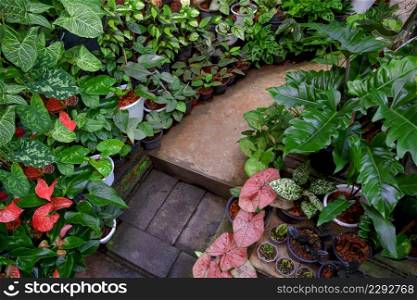 Top view of many various fresh foliage plants are blooming on curved pathway in home gardening area decoration