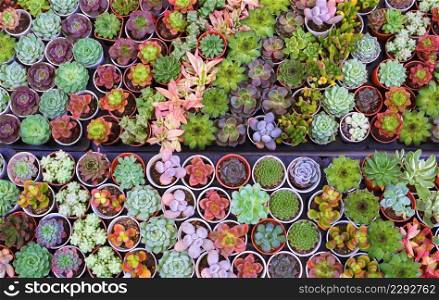 Top view of many various small colorful Kalanchoe succulent plant on shelf display for sale in outdoor plant market