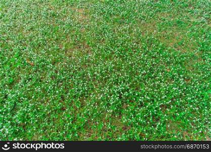 Top view of many white daisies in East Coast Park Singapore, Little white Daisy flower on green grass