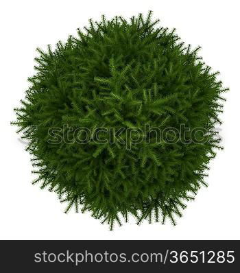 top view of momi fir tree isolated on white background