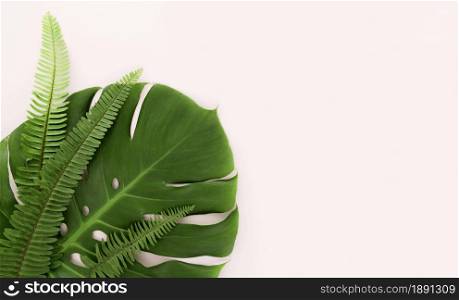 top view of monstera leaf and ferns with copy space. Resolution and high quality beautiful photo. top view of monstera leaf and ferns with copy space. High quality and resolution beautiful photo concept