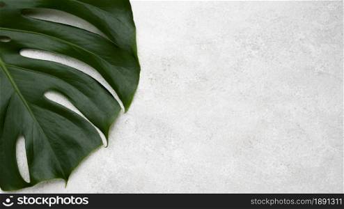 top view of monstera leaf with copy space. Resolution and high quality beautiful photo. top view of monstera leaf with copy space. High quality and resolution beautiful photo concept