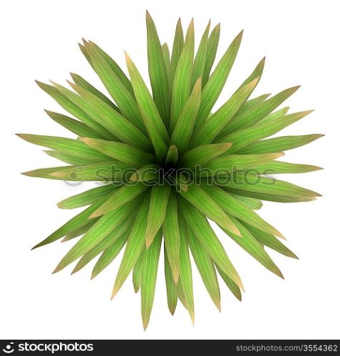top view of mountain cabbage palm tree isolated on white background