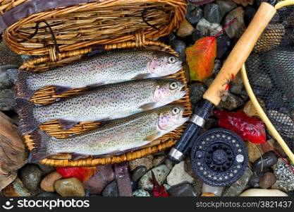 Top view of native wild trout, inside of fishing creel, with fly reel, pole and late autumn leaves on wet river bed stones