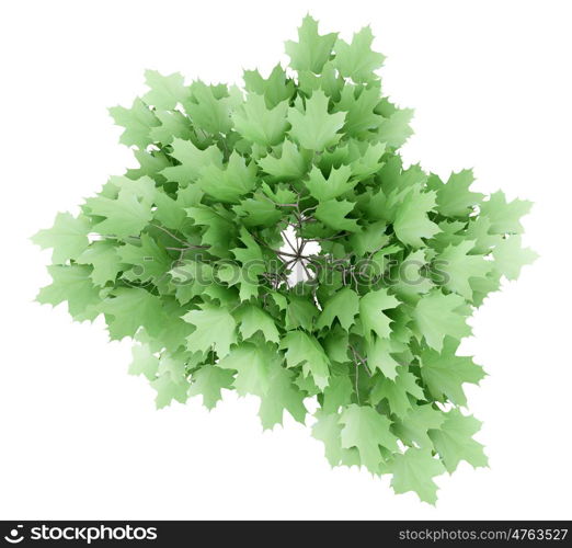 top view of norway maple tree isolated on white background. 3d illustration