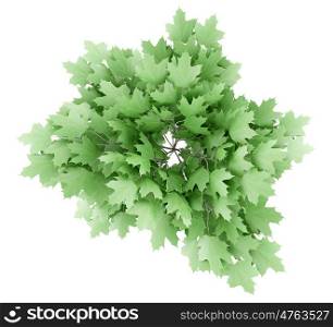 top view of norway maple tree isolated on white background. 3d illustration