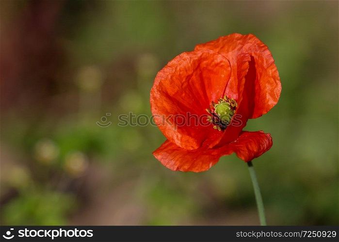 Top view of one red poppy flower on background of green meadow.
