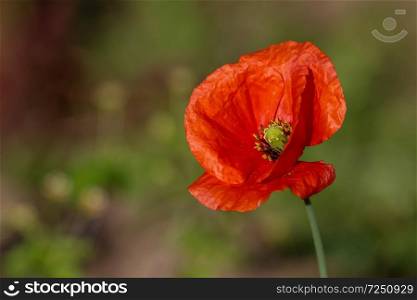 Top view of one red poppy flower on background of green meadow.