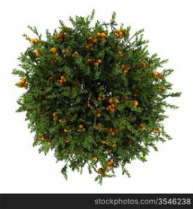 top view of orange tree isolated on white background